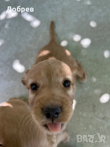 кученца Кокер Шпаньол , снимка 1