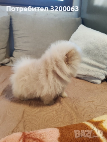 Померан мини мъжко , снимка 7 - Померан - 52826685