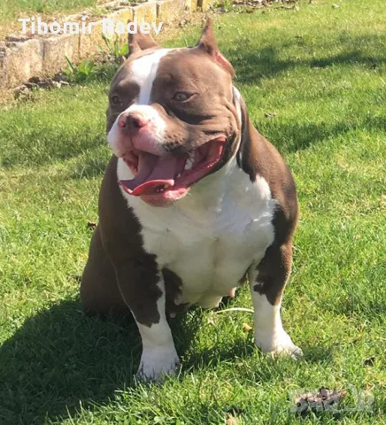 American Bully Pocket, снимка 10 - Други - 55984399