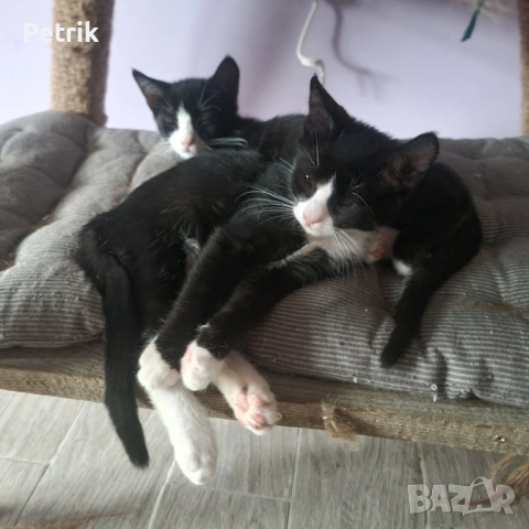 ще го дадем в добри ръце, снимка 12 - Други - 51323889