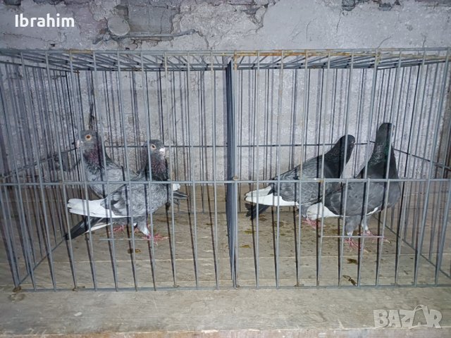 Adanski galabi, снимка 4 - Гълъби - 29846386