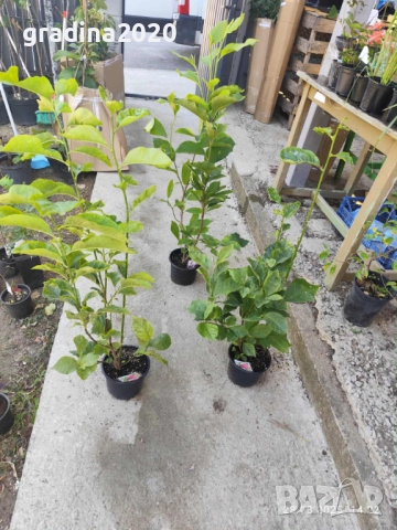 Магнолия - Magnolia НАЛИЧНИ 21 ВИДА Студоустoйчиви, снимка 12 - Градински цветя и растения - 28046229