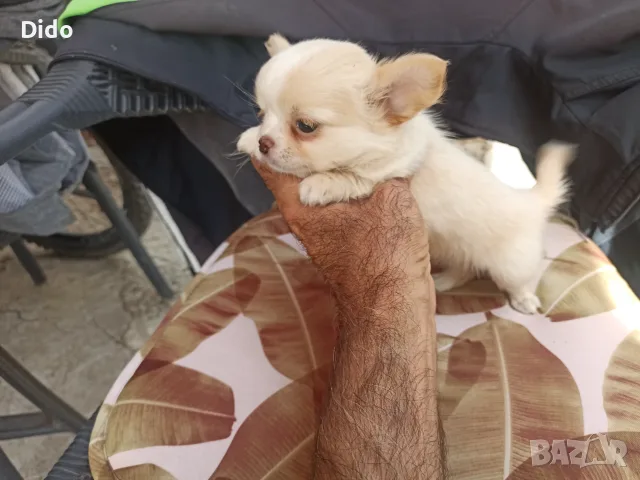 Продавам чихуахуа