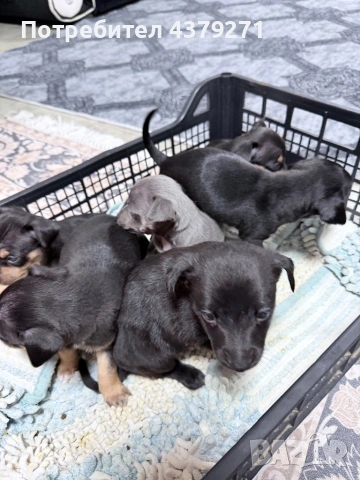 Пинчер, снимка 2 - Чихуахуа - 53989197