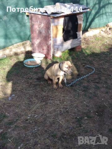 Свободно родословно питбулчвще, снимка 3 - Питбул - 53084414