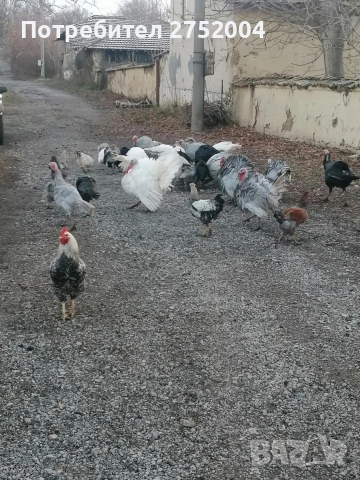 пуйки и пуяци , снимка 5 - Кокошки и пуйки - 52834291