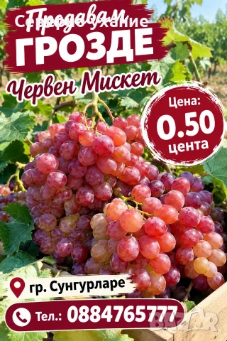 Продавам грозде Червен мискет