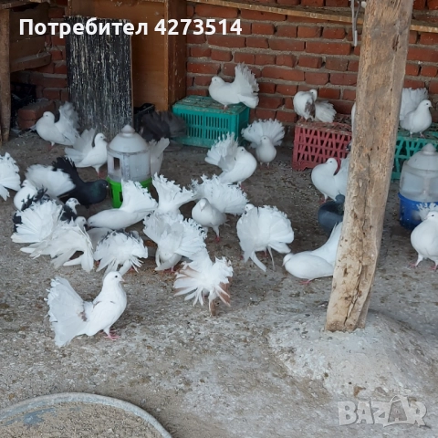 Продавам гълъби Финерлии - бели, сиви и пъстри, снимка 11 - Гълъби - 52268397