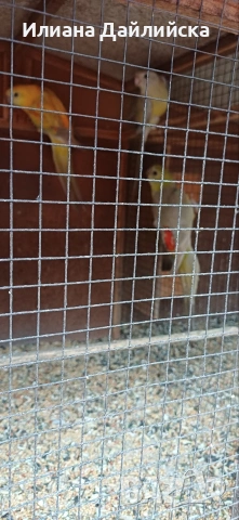 КОРЕЛИ И ПОЙНИ ПАПАГАЛИ , снимка 15 - Папагали - 44035689