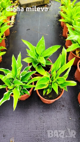  Промо пакет от 3 различни сорта Хоста, студоустойчиви, за сянка!!, снимка 1