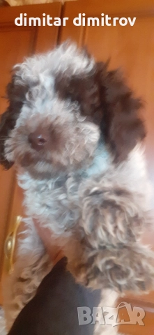 лагото романьоло , снимка 8 - Други - 52431390