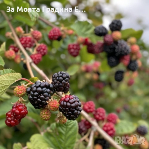 Къпина Дирксен Гигантска без бодли , снимка 2 - Градински цветя и растения - 54021007