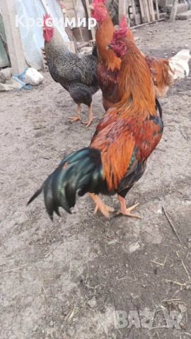 Продавам петли, неми патици-юрдечки., снимка 10 - Патици и гъски - 48682860