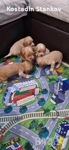 Кученца Кокер шпаньол, снимка 2 - Кокер шпаньол - 53125553