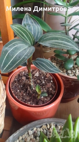 Лудизия Скъпоценна орхидея - Ludisia Discolor