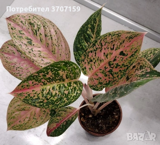 Аглаонема, снимка 3 - Стайни растения - 54024980