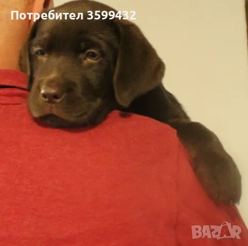 Продавам шоколадов лабрадор, снимка 5 - Лабрадор ретривър - 56200374