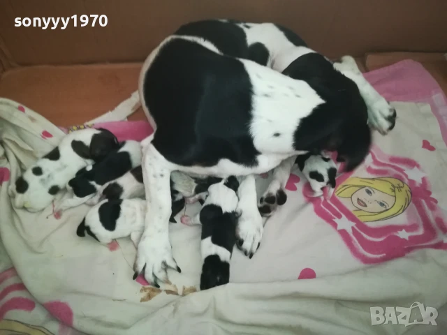 ДЖАК РЪСЕЛ БЕБЕТА-РОДЕНИ 11.08.25г 1308250726, снимка 15 - Джак ръсел териер - 51347303