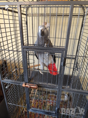 Продавам говорящ папагал кралско жако, снимка 2 - Папагали - 53986562