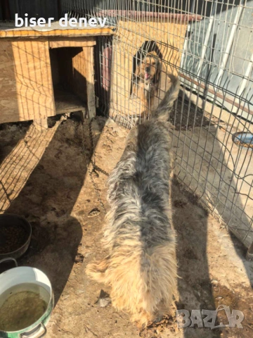 Подарява се женски барак 