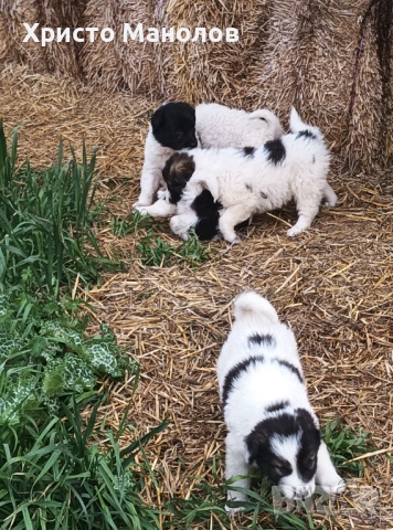 Каракачанско овчарско куче, снимка 18 - Каракачанска овчарка - 53652411