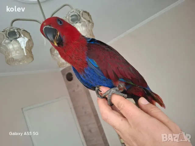 Ръчно хранен папагал Еклектус / женски, снимка 1