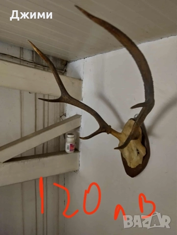 различни симетрични трофеи, снимка 9 - Антикварни и старинни предмети - 47085516