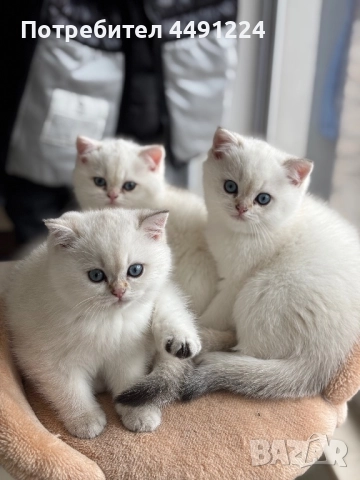 Златна чинчила, снимка 3 - Чинчили - 52397448