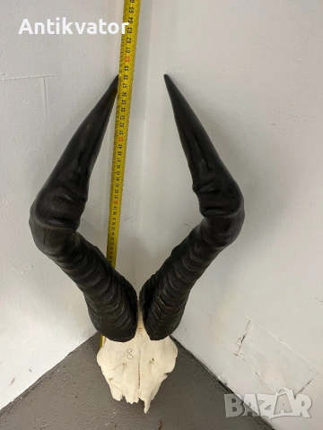 Трофей антилопа хартебест, снимка 5 - Декорация за дома - 54346388