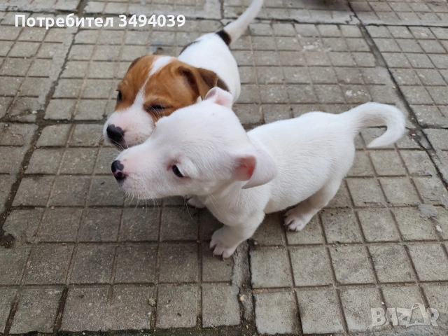 Джак Ръсел Териер , снимка 9 - Джак ръсел териер - 54012486
