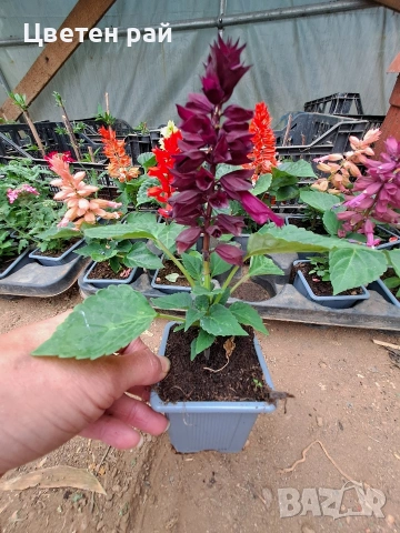 Два вида пламъче, няколко цвята , снимка 11 - Градински цветя и растения - 54282774