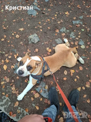 Мъжки AMSTAFF за разплод, снимка 3 - Търси партньор - 56246434
