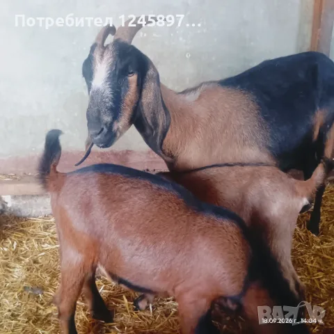 Нубийска коза и мъжко яре пръчле 