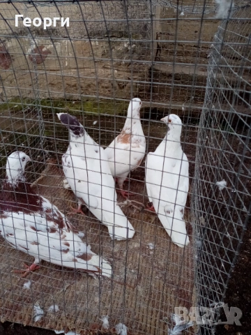 Мюлеманси , снимка 3 - Гълъби - 53283970