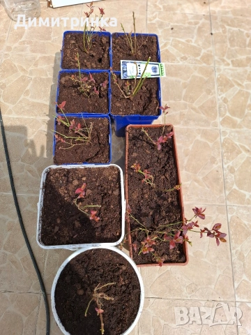 Амер.боровинка БЛУКРОП 3+