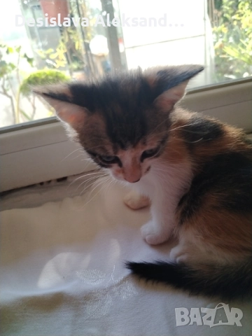 Подарявам много красиви домашни котенца , снимка 10 - Други - 51780206