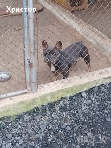 Мъжки френски булдоци за разплод, снимка 3 - Френски булдог - 38870118