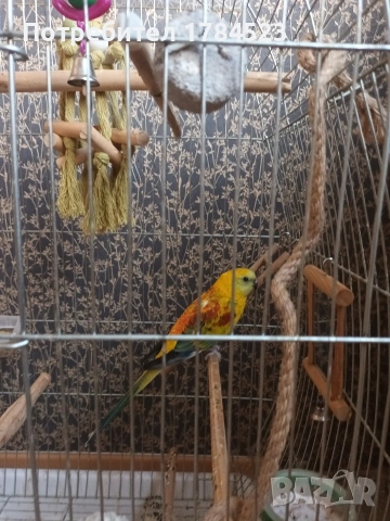 Поен мъжки папагал 25г, снимка 3 - Папагали - 54091098