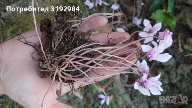 циклама студоустойчива, снимка 3 - Градински цветя и растения - 42500529