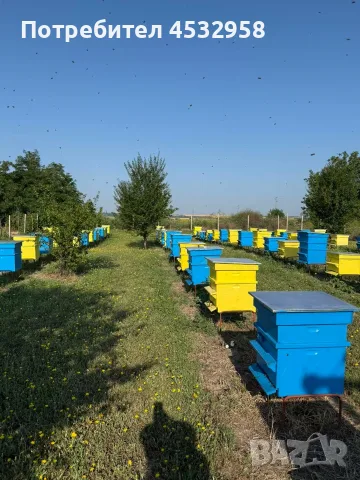 Пчелен мед, реколта 2026, букет, снимка 6 - Пчелни продукти - 56436855