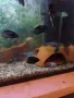 Продавам рибки , снимка 6