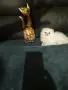 КОТЕНЦЕ МЕЧТА НА МАЛКИ И ГОЛЕМИ, снимка 2