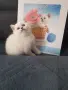 КОТЕНЦЕ КАТО  ОТ РЕКЛАМА, снимка 4