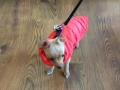 НОВ топъл червен зимен елек / елече / грейка за куче от Италия S, M и L размер, снимка 3