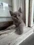 Британски късокосмести котки, снимка 3