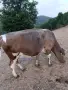 Крава на 2 теле, снимка 2