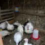 Американски Пуйки, снимка 3