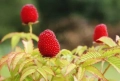 Ягодомалина (Rubus illecebrosus), снимка 2