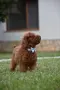 Той пудел Toy poodle, снимка 11