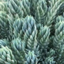 Седум „Син Смърч“, Sedum „Blue Spruce“, снимка 4